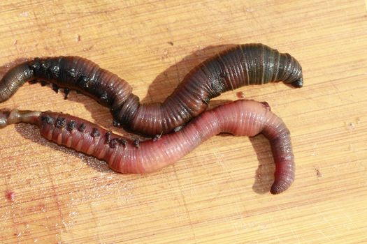 lugworm