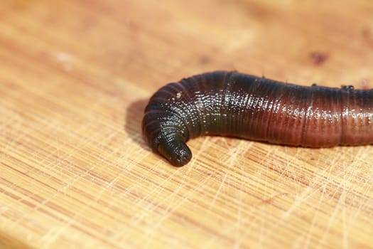 lugworm
