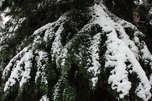 Snow on the Trees.  Photo taken in the Mount Hood National Forest, OR.