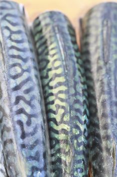 mackerel