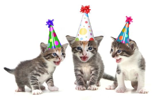 Singing Kittens on a White Background With Birthday Hats
