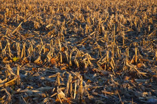 Corn Field after harvest - November