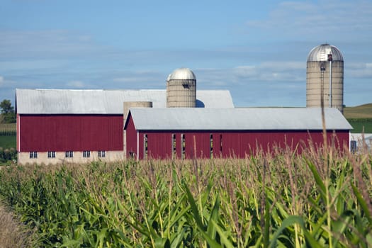 Corn and Red Farm Buildings