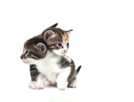 Adorable Cute Kittens on White Background