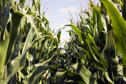 Corn seen from the ground level.