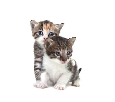 Adorable Cute Kittens on White Background