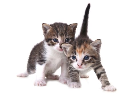 Adorable Cute Kittens on White Background