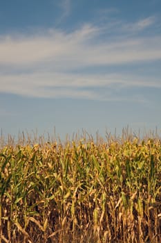 Corn field, summer time. Midwest, USA.