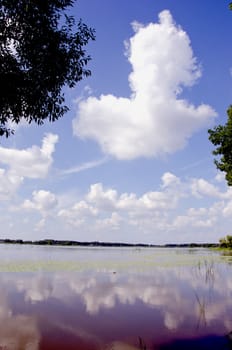 Beautiful view of summer lake tree branches and sky in sunny day.