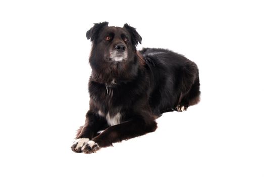 A black German Shephard / Boarder Collie mix laying down on white.