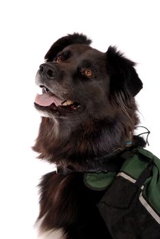A Portrait if a black dog, german shepard and Boarder Collie cross, wearing a back pack.