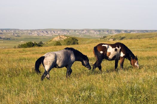 Wild Horses in Theodore Roosevelt National Park, North Dakota.