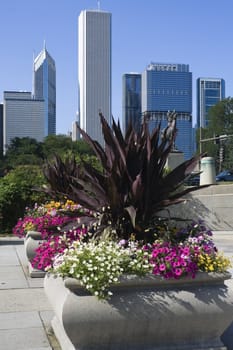 Flowers in downtown Chicago, IL.