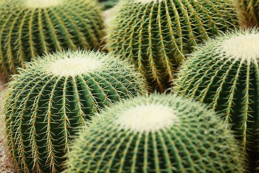 cactus plant