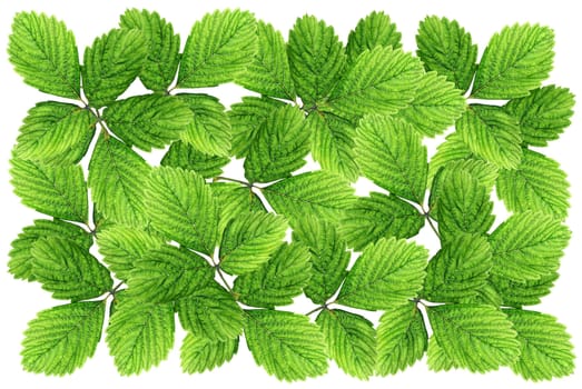 The green leaves on a white background, making the leaves look outstanding.