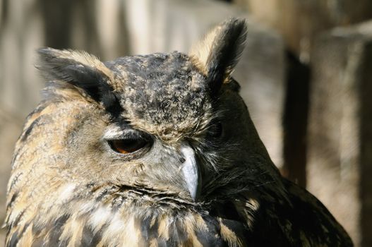 Shot of old owl sitting on a tree and watching.