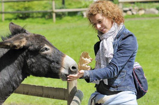 Shot of beautiful girl feeding donkey at zoo