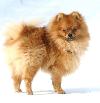 Pomeranian in winter environment.