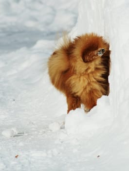 Pomeranian in winter environment.