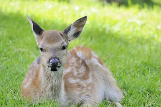 Shot of young doe lying in grass