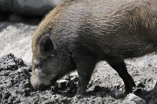 Shot of wild boar digging in dirt