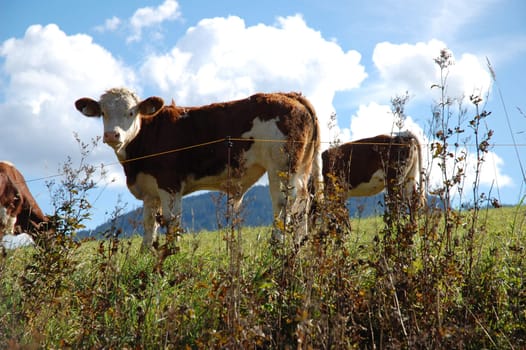 Cows on austrian farmland in front of blue cloudy sky