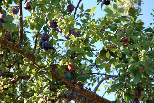 Beautiful shot of prunes growing on tree beyond blue sky