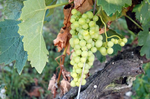 Shot of green grapes growing on tree in france
