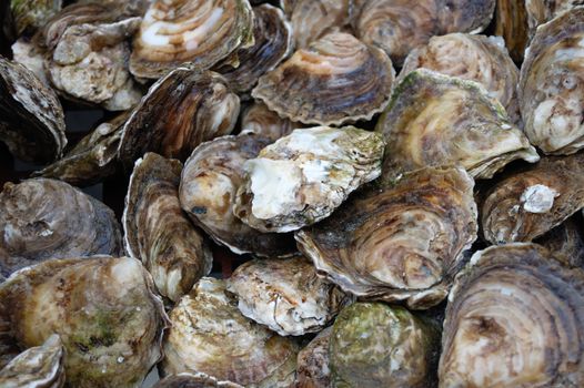 Shot of oysters at french market in brittany