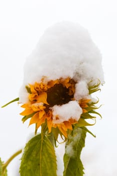Snowed-on sunflower isolated on white background.