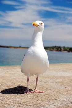 Shot of seagull watching the atlantic ocean