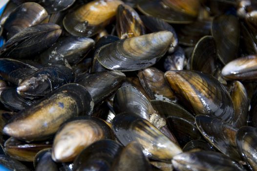 Shot of pile of mussels at french fish market