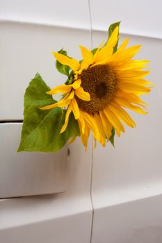Sunflower growing out of a vehicle's gas tank symbolizing the concept of bio-diesel.