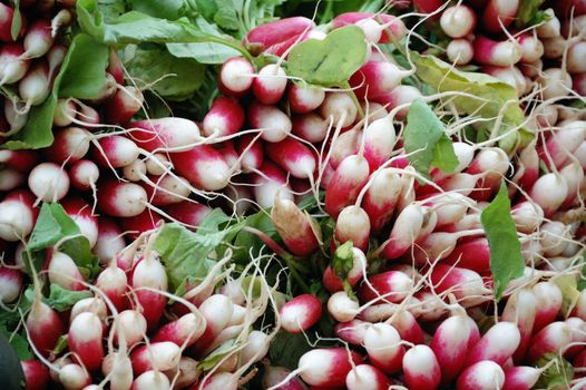 Shot of radish at french market in brittany