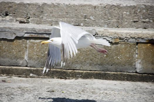 Seagull landing on wall at french atlantic coast in brittany