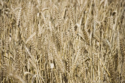 shot of wheat field on french farmland in brittany