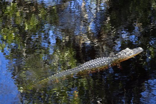 Alligator in water