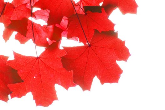 red fall or autumn leaves on a white background