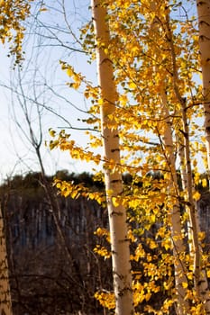 Autumn leaves on tree branches bathing in sunlight in a forest
