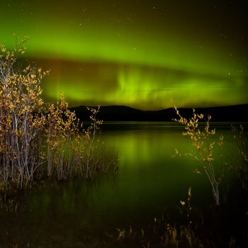 Intense northern lights (Aurora borealis) over Lake Laberge, Yukon Territory, Canada, with fall colored willows on lake shore.