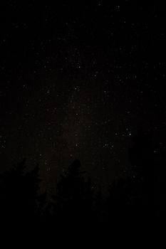 Myriads of stars blinking from pitch black night sky over tree tops.