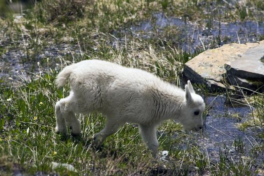 New Generation - mountain goat baby seen in Rocky Mountains.