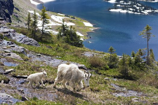 Mountain Goat Family seen in Rocky Mountains.