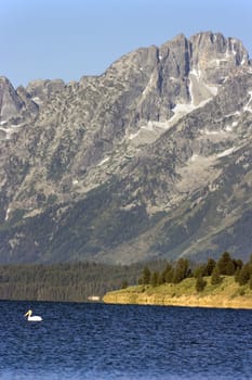 White pelican on the lake - Grand Teton National Park