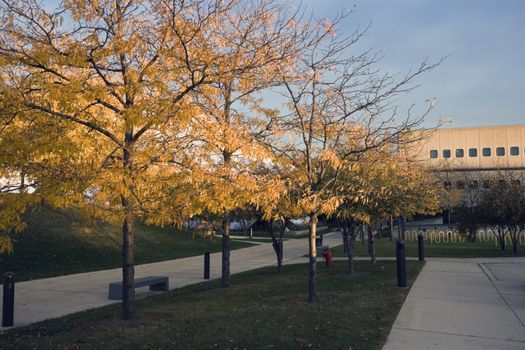 Trees in front of Wright College in Chicago