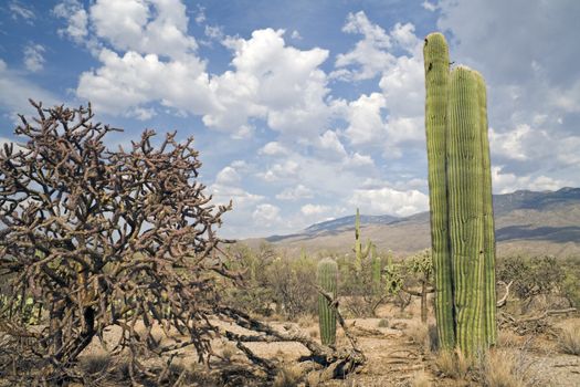 Saguaro National Park in Arizona
