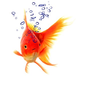 goldfish in water with bubbles showing animal concept