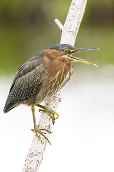 fauna of Everglades National Park, Florida, USA