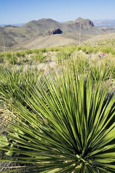 Landscape of Big Bend National Park, Texas.