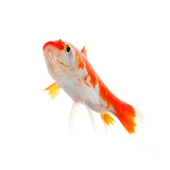 high quality image of goldfish swimming isolated on white background